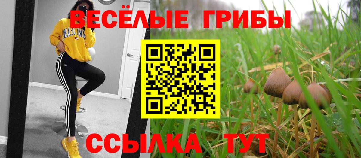 Псилоцибиновые грибы Psilocybe Димитровград